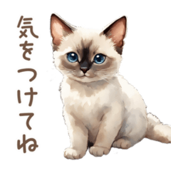 Siamese cat everyday life use
