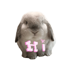 Makoto the handsome rabbit