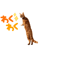 laochan24