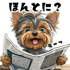 Cute Yorkshire Terrier for everyday use