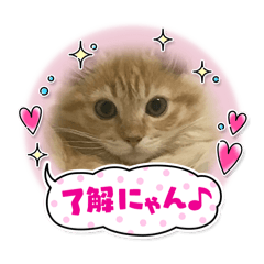 twinkle twinkle_20240307160148