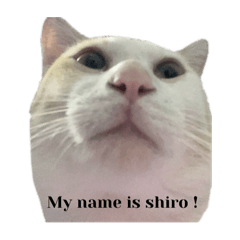 About shiro