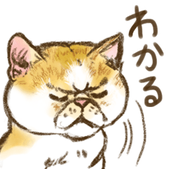 Sticker of Cat's Daily Life