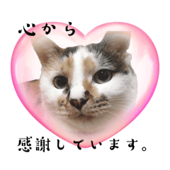My cats Haru Ton Atom part4 greeting