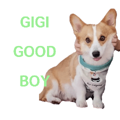 GIGI Good Boy