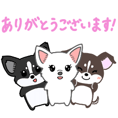 The three polite Chihuahua sisters
