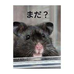 Sakura_20240308130343