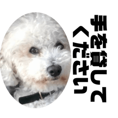 F luffy Dog Fantakun_20240307221118