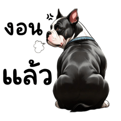 American Bully Fat and round nonstop