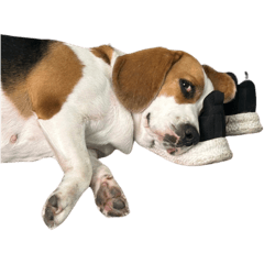 Beagle dog hanger, stubborn dog