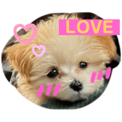 nanape_20240308000134