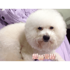 Gor203_Bichon