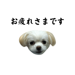 Chibita Japanese version