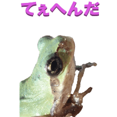 edokko from Frog-BIG
