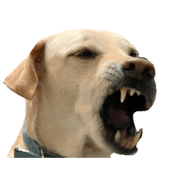 阿福不是北七。