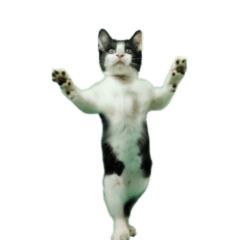 moving cat dance meme2