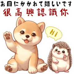 Shiba Inu and Hedgehog