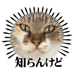 sho0930_20240309144635