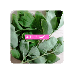 Achi_20240309025518