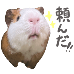 Everyday guineapig chan