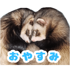 仲良しフェレット