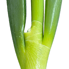 BIG! Green Onion