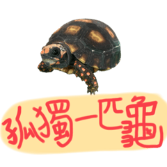 Super handsome Abe-Tang Abe-Tortoise