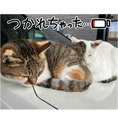 sho0930_20240309194538