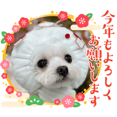 suzu_20240309231224