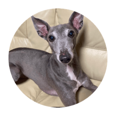 Sakura_20240310104313