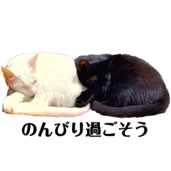 菊理と牡丹 仲良し白黒きょうだい猫