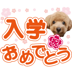 Moko the toy poodle [Spring greeting ]