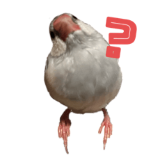 Java Sparrows(Silver and Pied)