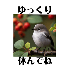 shida sako_20240309182838_bird2