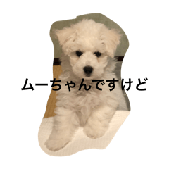 moo_20240310151636
