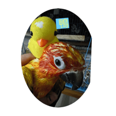 金太陽鸚鵡儍B