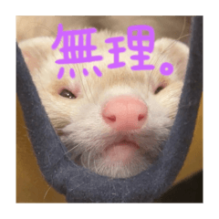 komedau_20240310033248