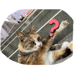 のらねこのいちにち