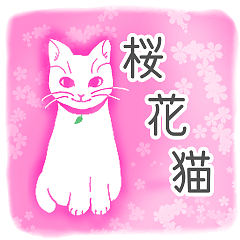 Cherry blossom cat