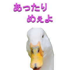 edokko from Duck-BIG