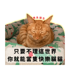 這是我的貓貓桔和球