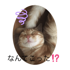 kyokotan_20240311125720