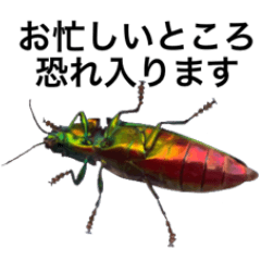 A buprestid and messages