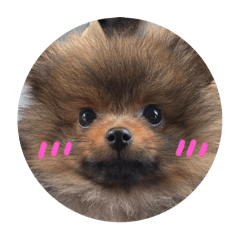 tanuki_20240311132903