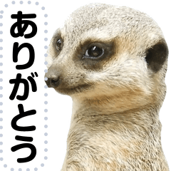 Note of the meerkat