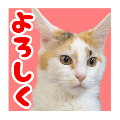 친가의 고양이 메이 스탬프