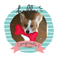 akane_welsh corgi