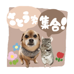 tanuki_20240311211553