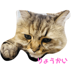 kichi_20240312010005