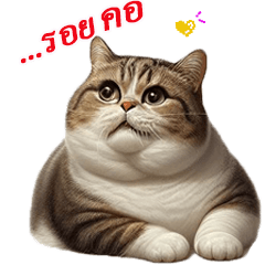 cute fat cat V1